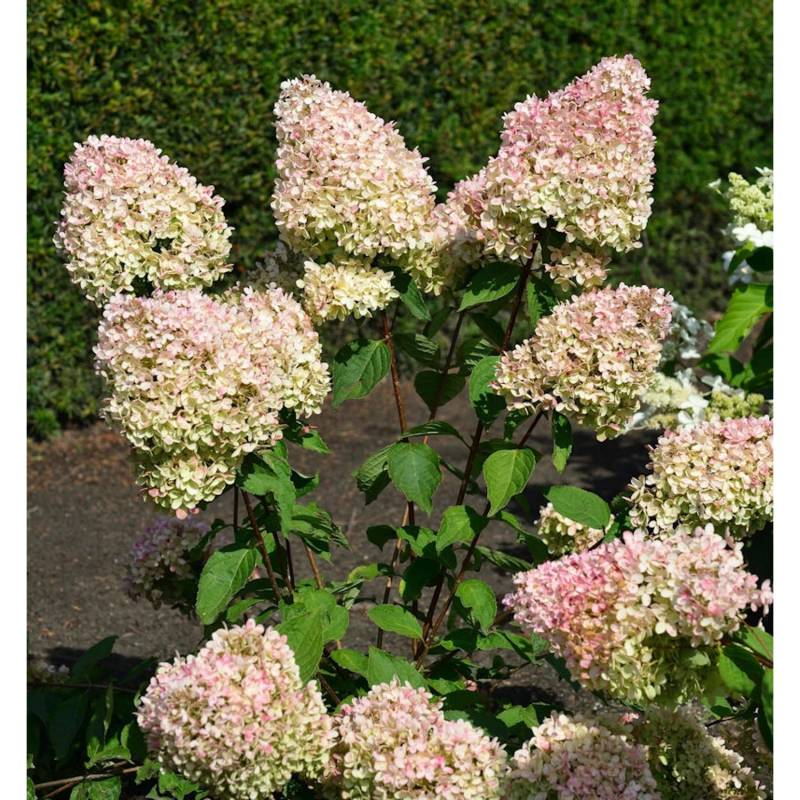 Rispenhortensie Summer Love 60-80cm - Hydrangea paniculata von Die Nr-01.de