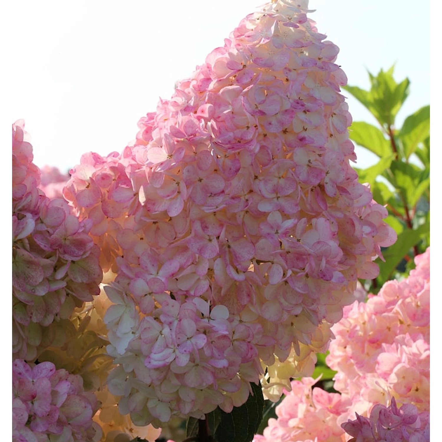 Rispenhortensie Sunday Fraise 60-80cm - Hydrangea paniculata Rispenhortensie Sunday Fraise 60-80cm - Hydrangea paniculata von Die Nr-01.de