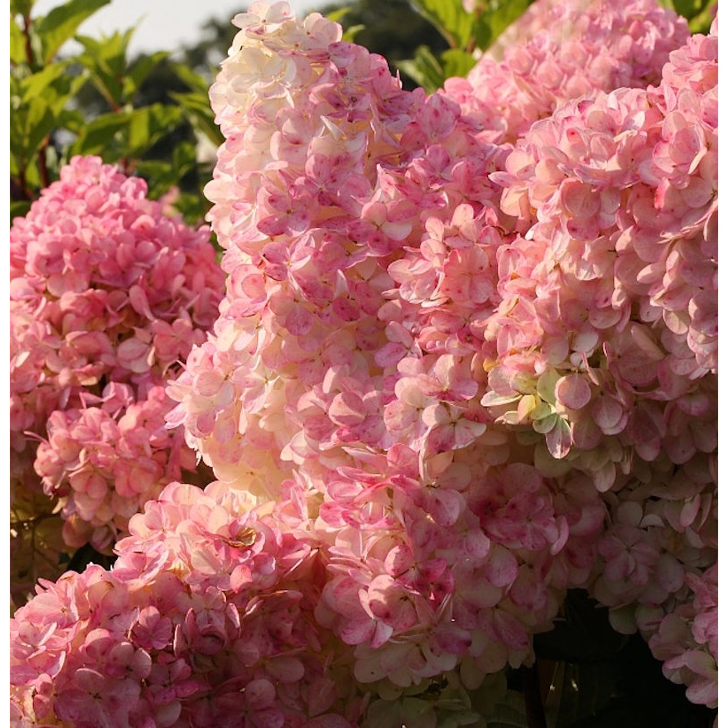 Rispenhortensie Vanille Fraise 80-100cm - Hydrangea paniculata Rispenhortensie Vanille Fraise 80-100cm - Hydrangea paniculata von Die Nr-01.de