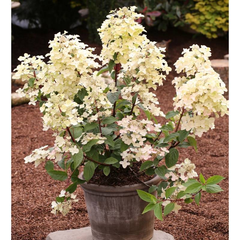 Rispenhortensie Wims Red 60-80cm - Hydrangea paniculata von Die Nr-01.de