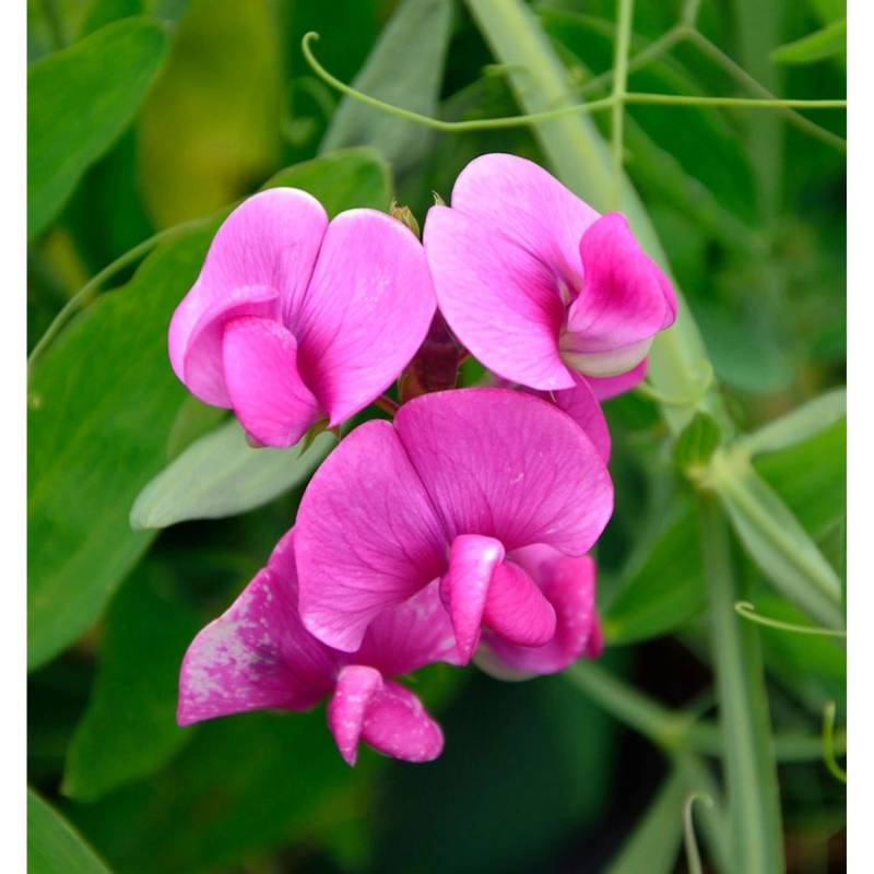 Rosa Breitblättrige Platterbse - Lathyrus latifolius von Die Nr-01.de