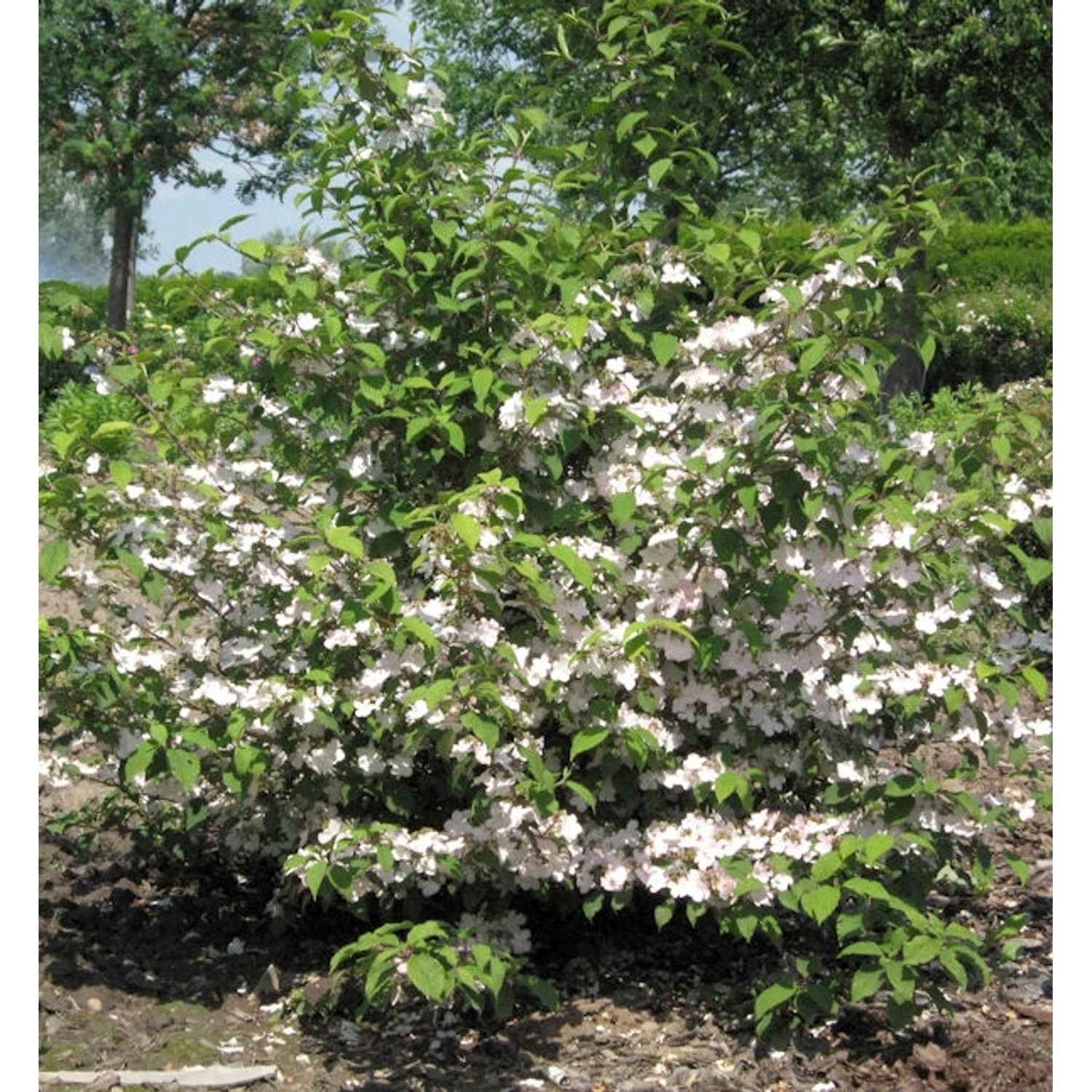 Rosa Pyramiden Schneeball Molly Schroeder 100-125cm - Viburnum plicatum Rosa Pyramiden Schneeball Molly Schroeder 100-125cm - Viburnum plicatum von Die Nr-01.de