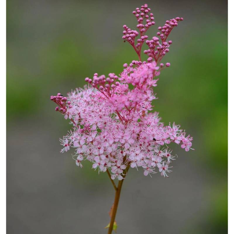 Rosa Scheinspiere - Filipendula ruba von Die Nr-01.de
