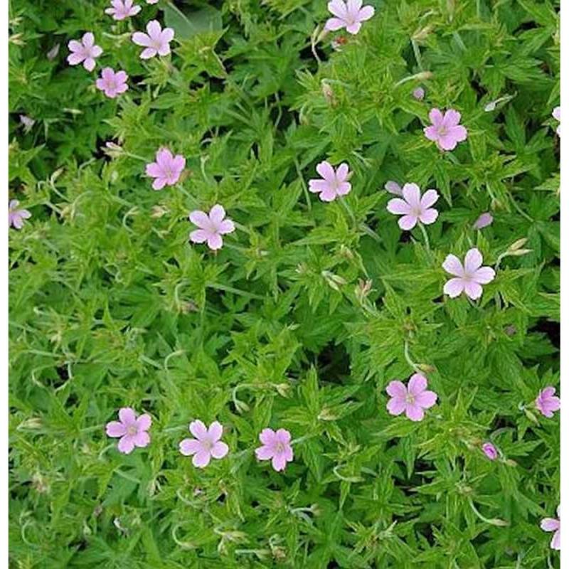 Rosa Storchschnabel - Geranium endressii Rosa Storchschnabel - Geranium endressii von Die Nr-01.de
