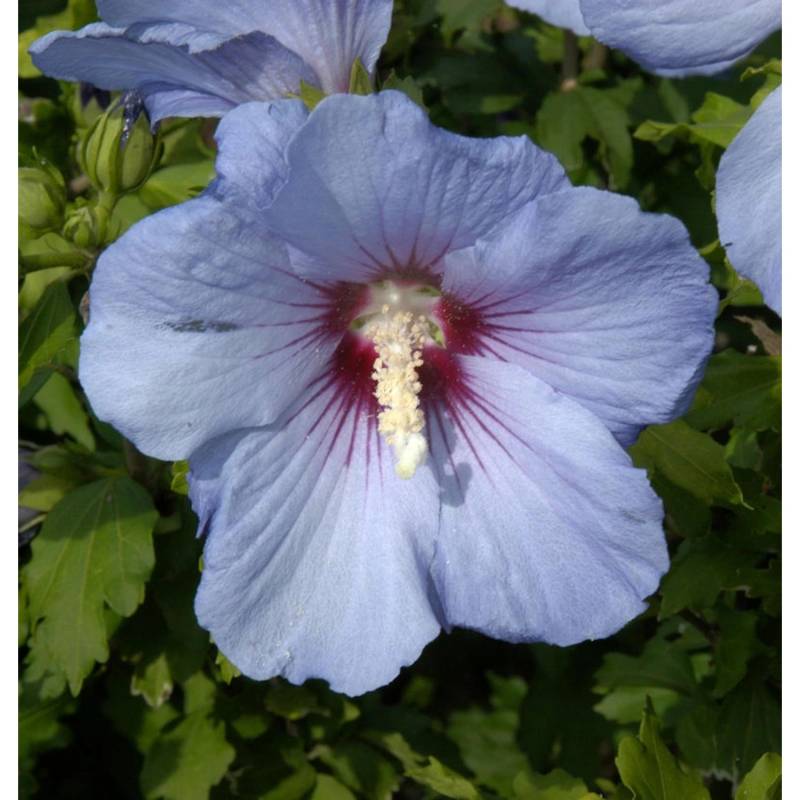 Rosen Eibisch Blue Bird 60-80cm - Hibiscus syriacus von Die Nr-01.de