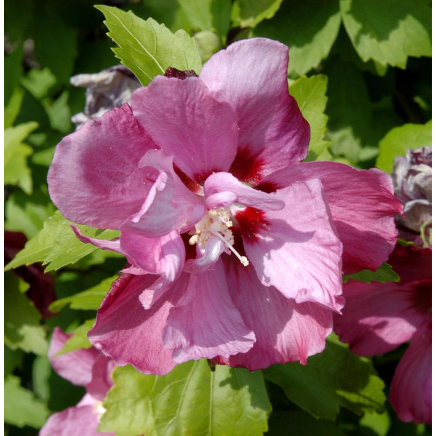 Rosen-Eibisch Pink Giant 60-80cm - Hibiscus syriacus Rosen-Eibisch Pink Giant 60-80cm - Hibiscus syriacus von Die Nr-01.de