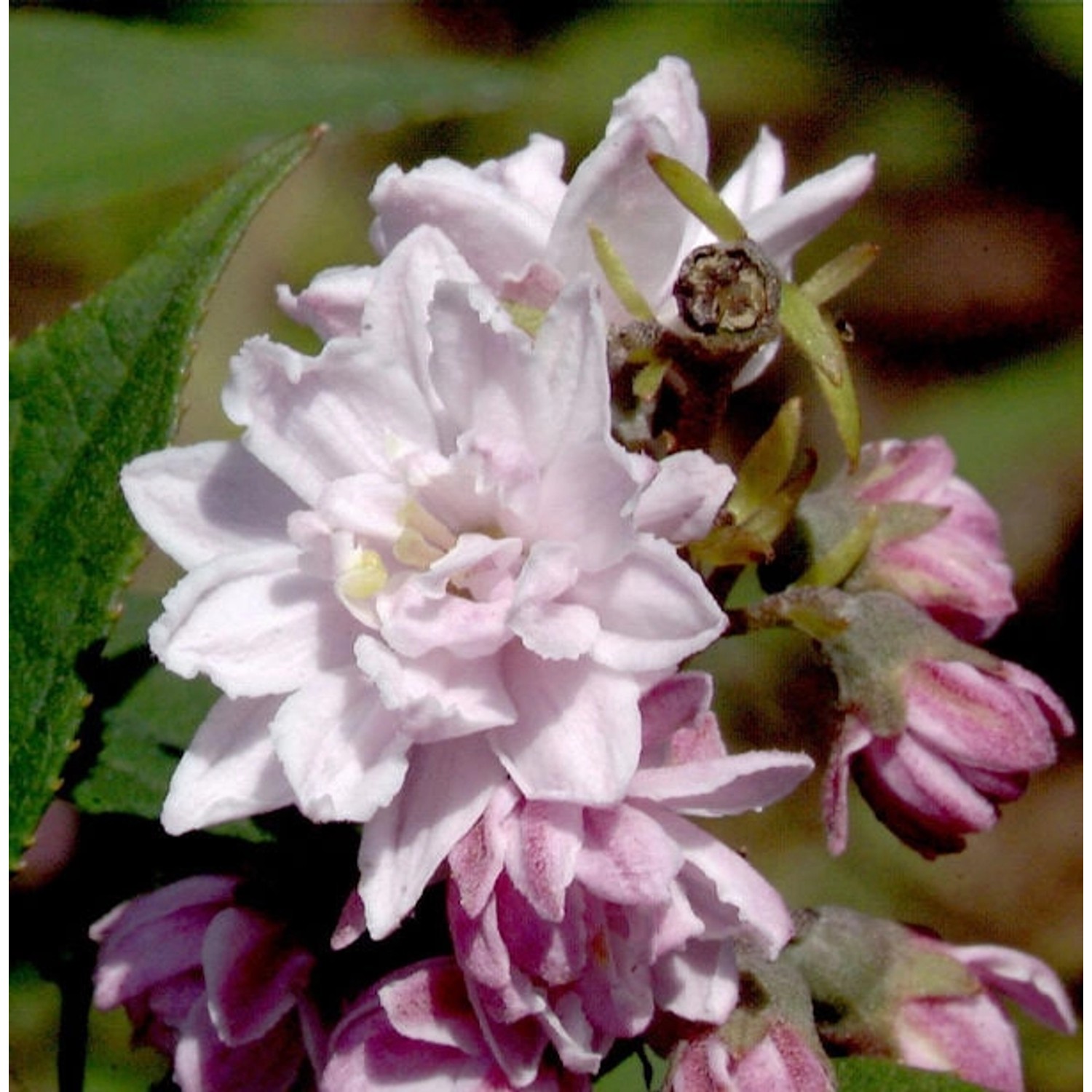 Rosendeutzie Pink Pom Pom 60-80cm - Deutzia hybrida Rosendeutzie Pink Pom Pom 60-80cm - Deutzia hybrida von Die Nr-01.de