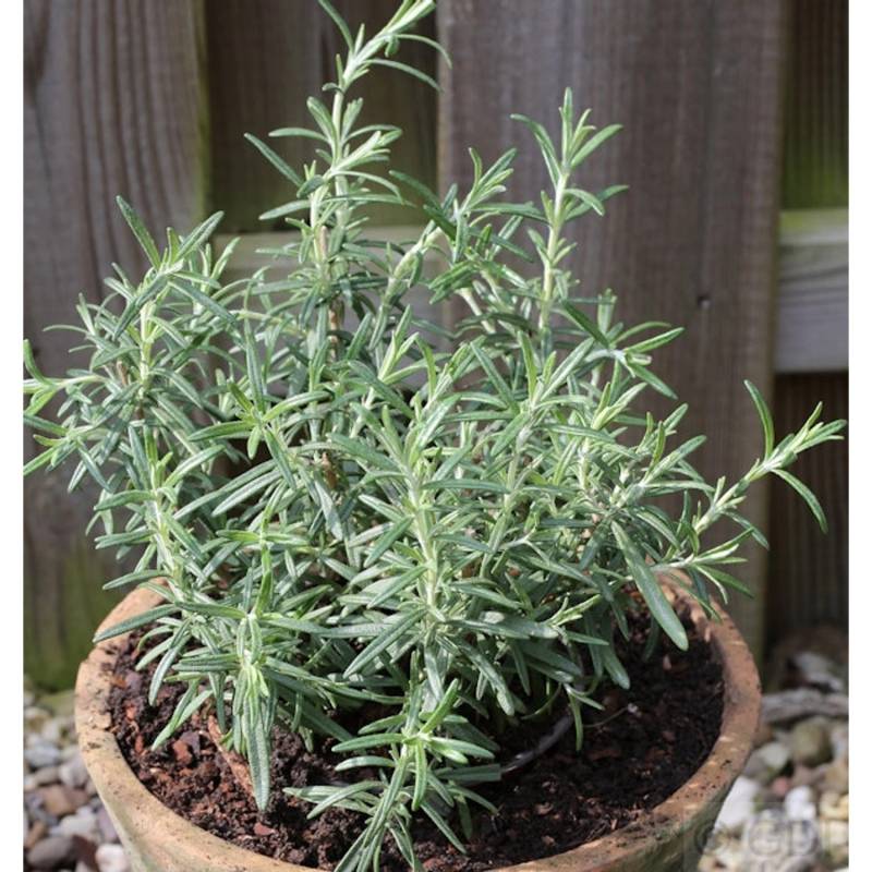Rosmarin - großer Topf - Rosmarinus officinalis von Die Nr-01.de