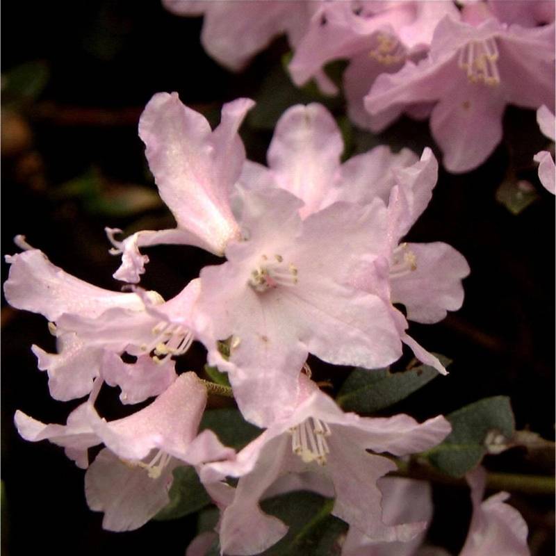 Rostblättrige Alpenrose Tottenham 10-15cm - Rhododendron ferrugineum von Die Nr-01.de