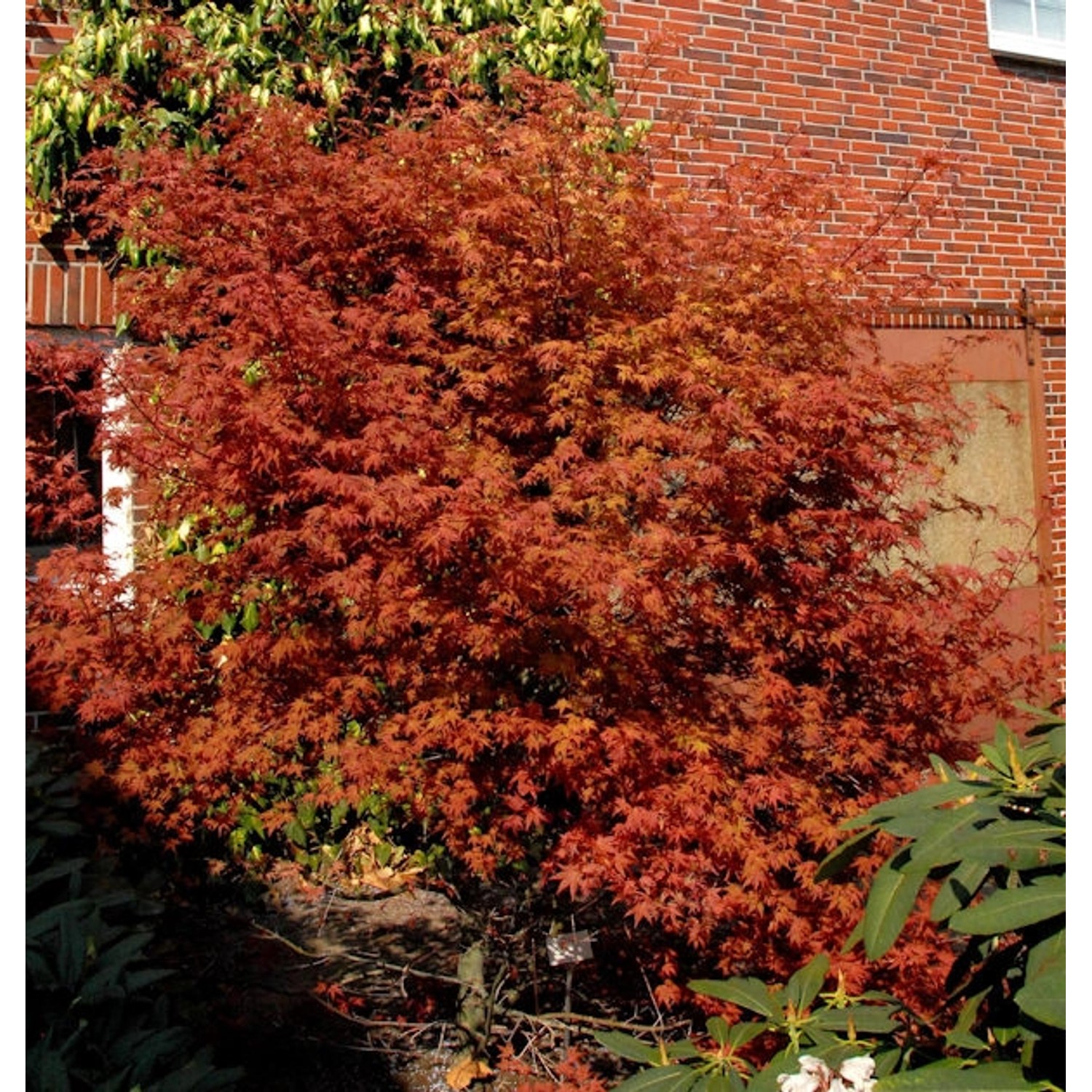 Rotaustreibender Fächerahorn Deshojo 60-80cm - Acer palmatum Rotaustreibender Fächerahorn Deshojo 60-80cm - Acer palmatum von Die Nr-01.de
