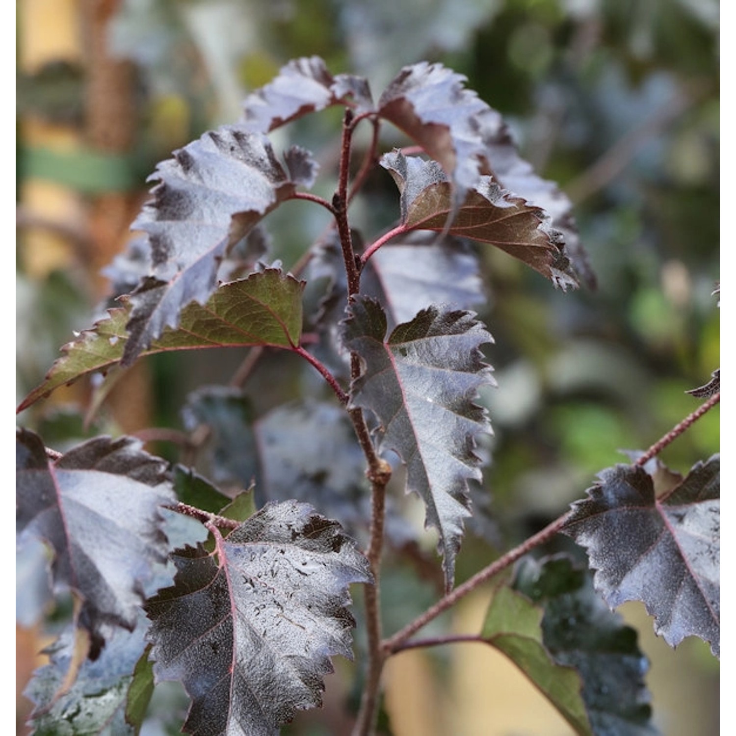 Rotblättrige Hängebirke Royal Frost 80-100cm - Betula pendula Rotblättrige Hängebirke Royal Frost 80-100cm - Betula pendula von Die Nr-01.de