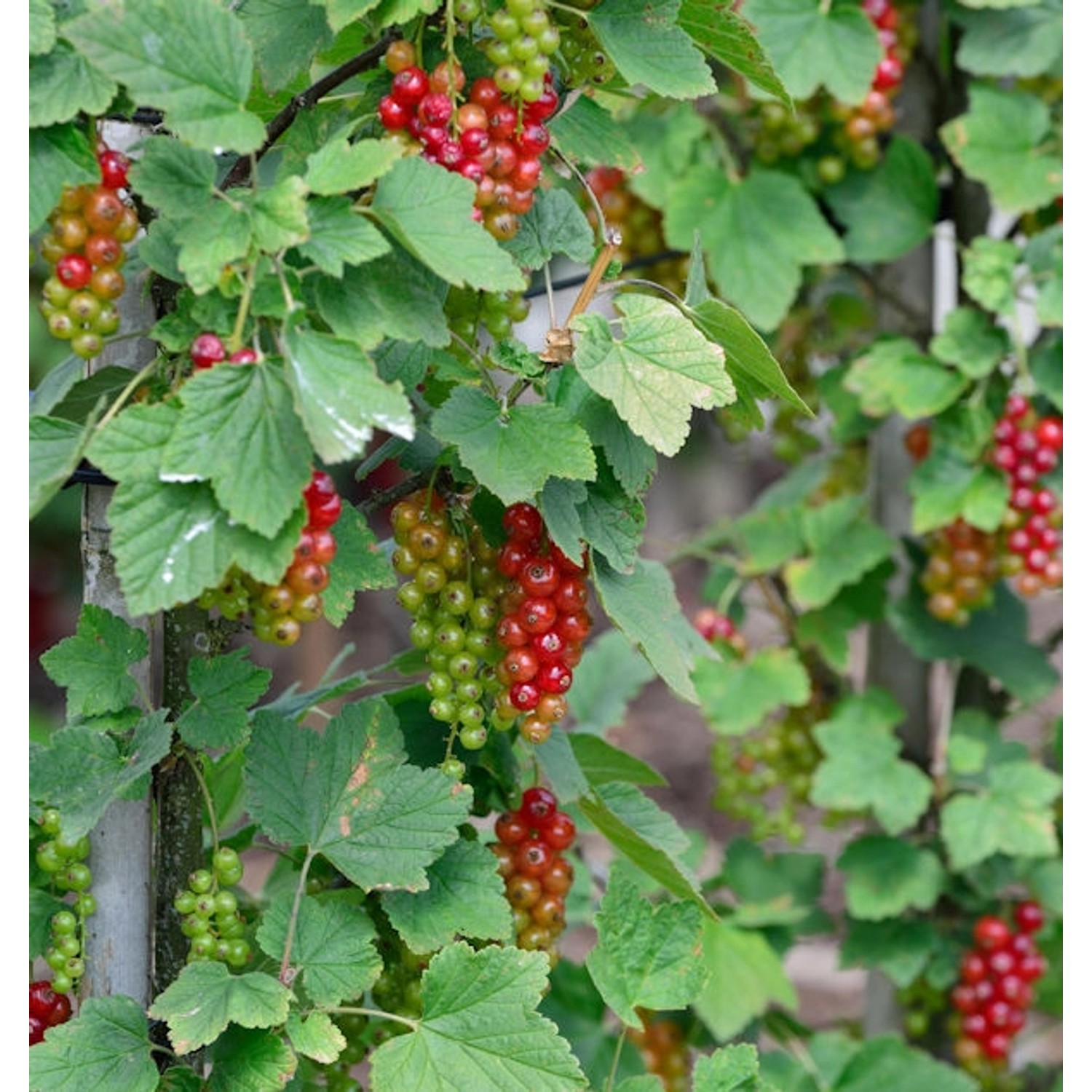 Rote Johannisbeere Junifer 40-60cm - Ribes rubrum Rote Johannisbeere Junifer 40-60cm - Ribes rubrum von Die Nr-01.de