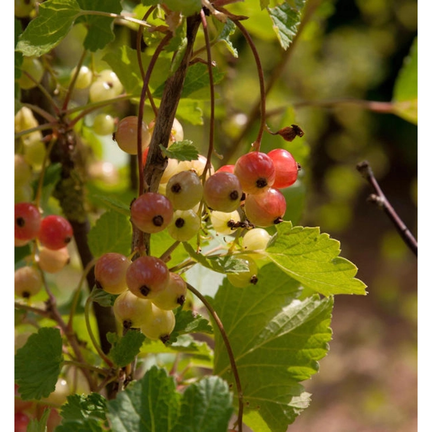 Rote Johannisbeere Rolan 40-60cm - Ribes rubrum Rote Johannisbeere Rolan 40-60cm - Ribes rubrum von Die Nr-01.de