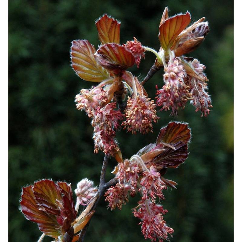 Rotlaubige Buche Long Red 30-40cm - Fagus sylvatica von Die Nr-01.de
