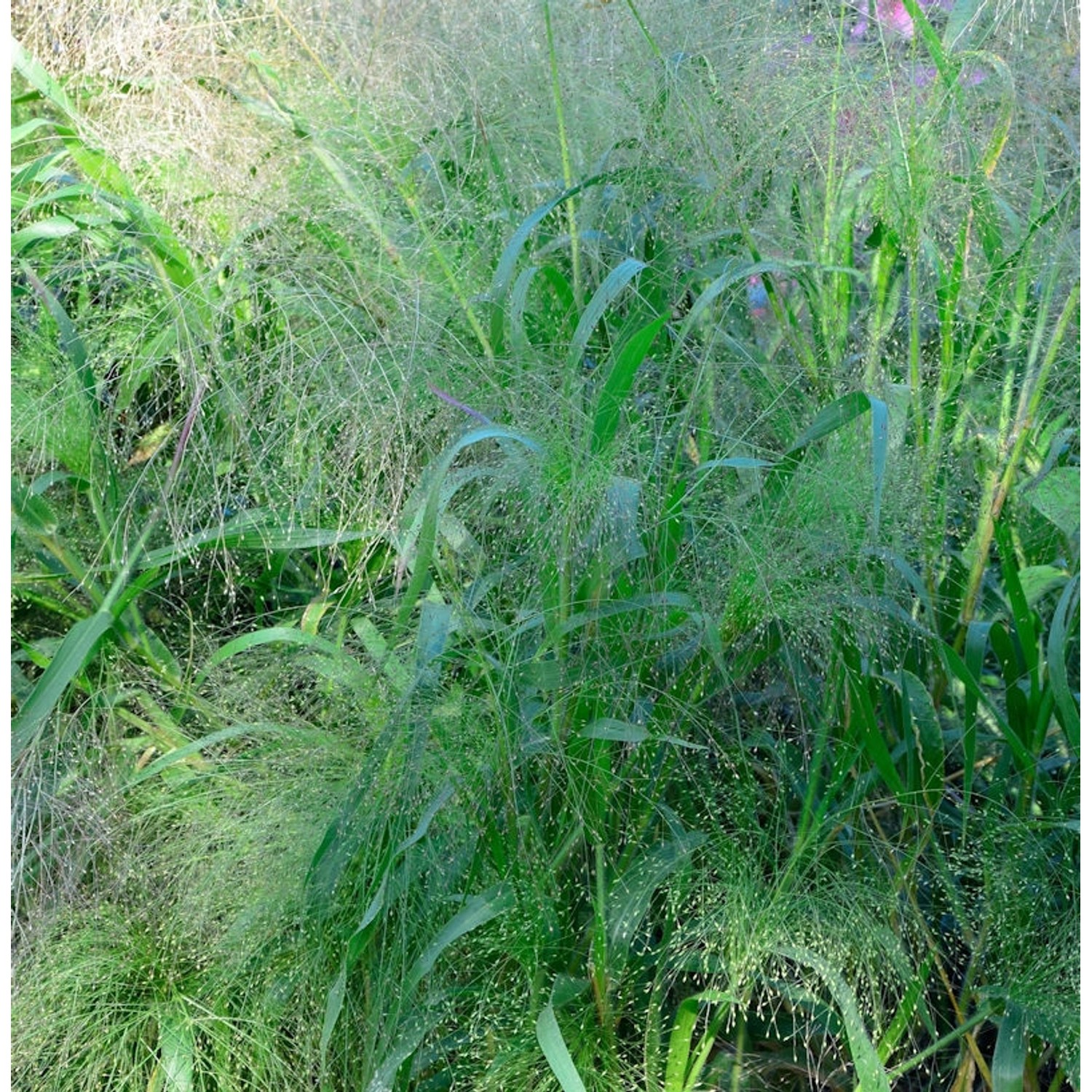 Rutenhirse Blue Fountain - großer Topf - Panicum virgatum Rutenhirse Blue Fountain - großer Topf - Panicum virgatum von Die Nr-01.de