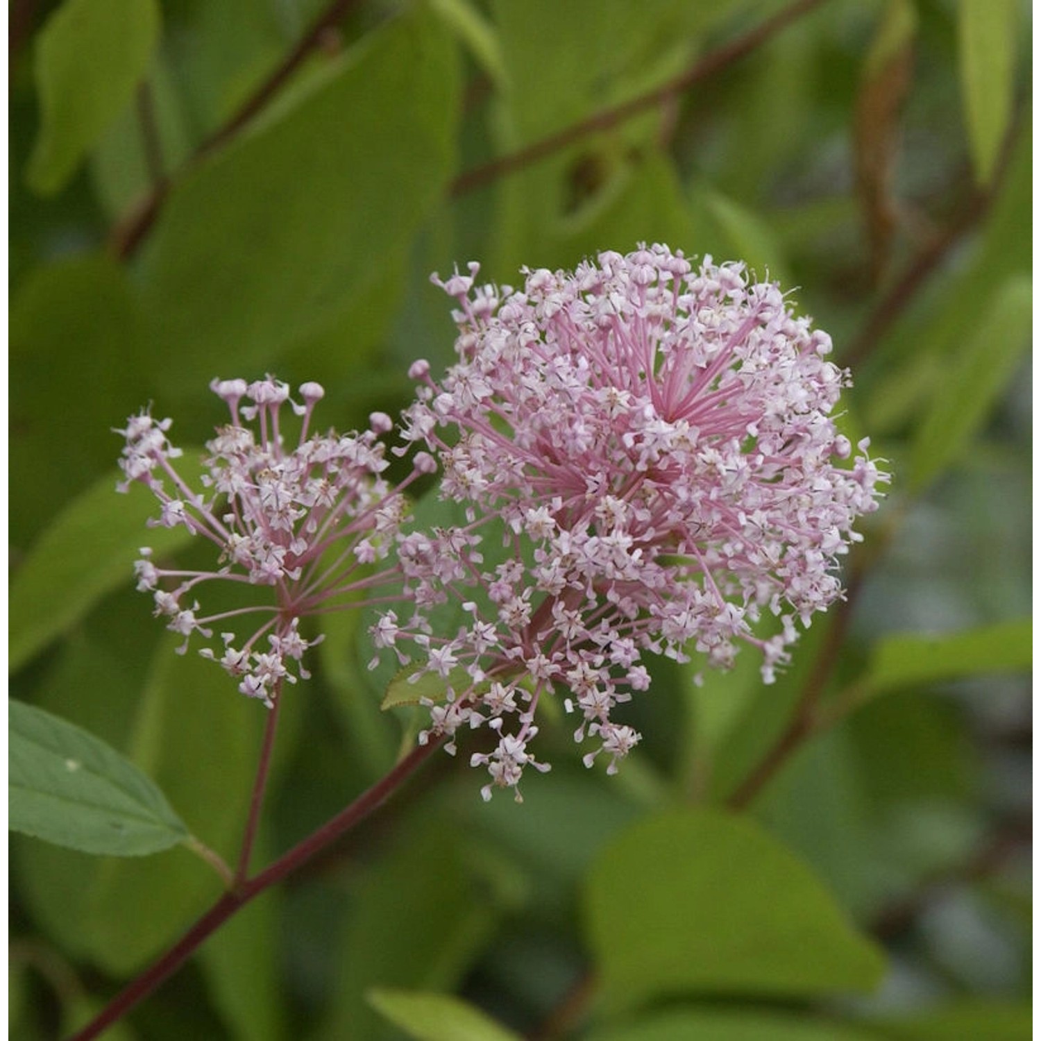 Säckelblume Perle Rose 40-60cm - Ceanothus pallidus von Die Nr-01.de