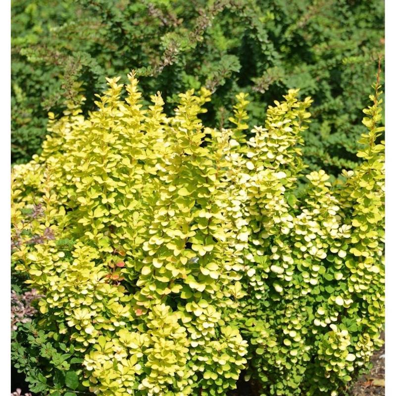 Säulen-Berberitze Golden Torch 25-30cm - Berberis thunbergii Säulen-Berberitze Golden Torch 25-30cm - Berberis thunbergii von Die Nr-01.de