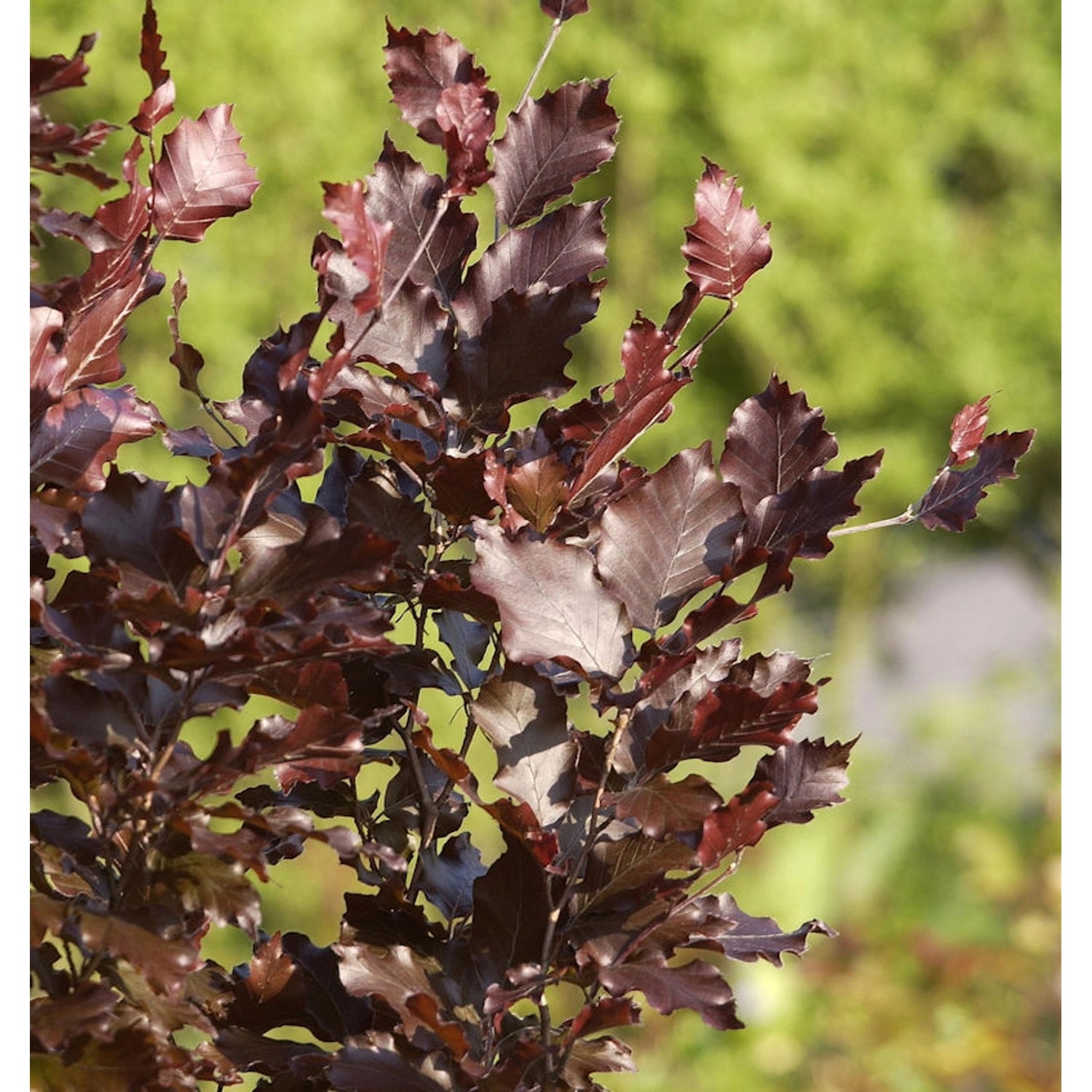 Säulen Blutbuche Dawyck Purple 40-60cm - Fagus sylvatica Säulen Blutbuche Dawyck Purple 40-60cm - Fagus sylvatica von Die Nr-01.de