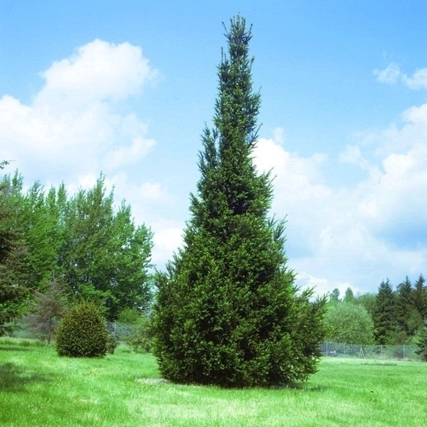 Säulen Fichte 80-100cm - Picea abies von Die Nr-01.de