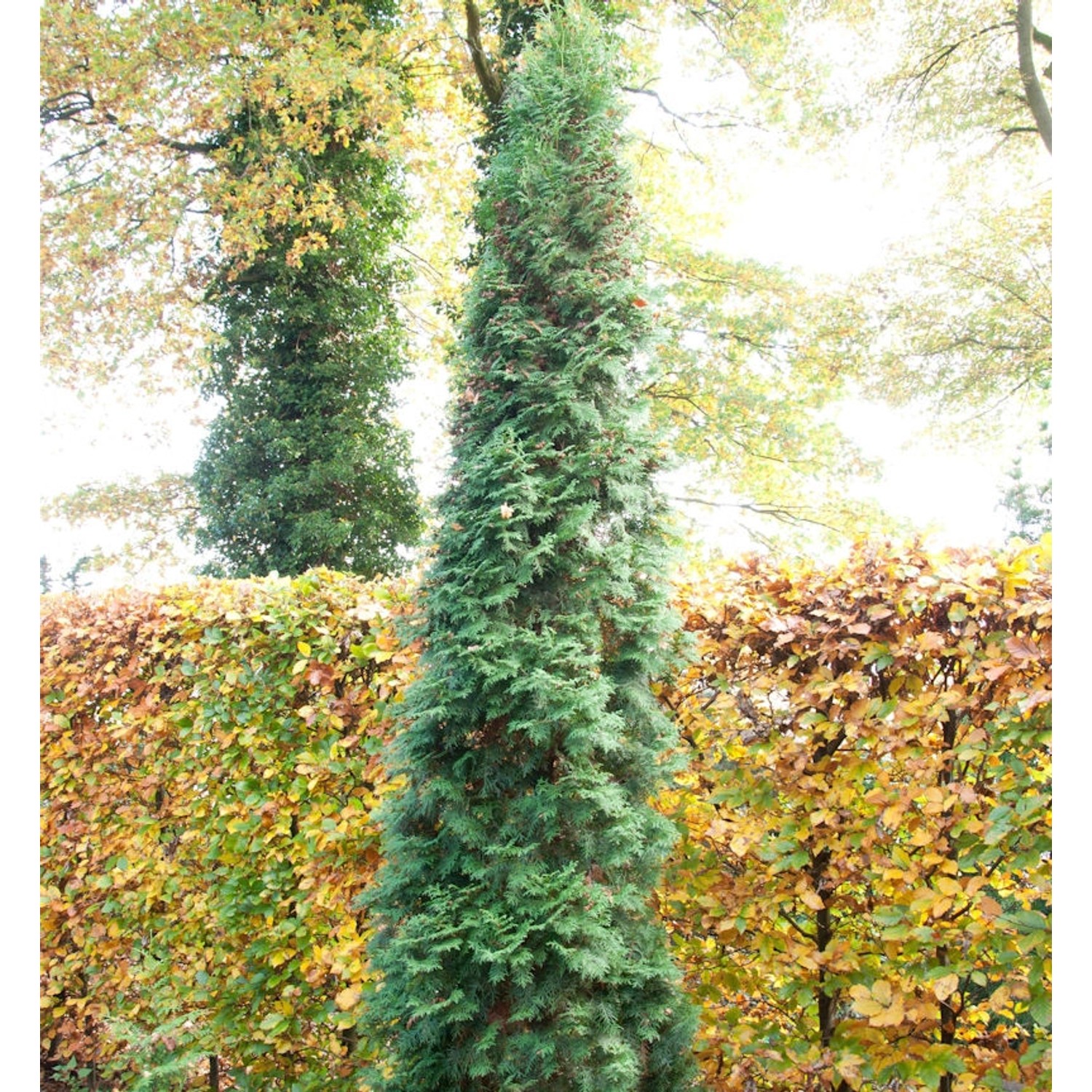 Säulen Lebensbaum 125-150cm - Thuja occidentalis von Die Nr-01.de