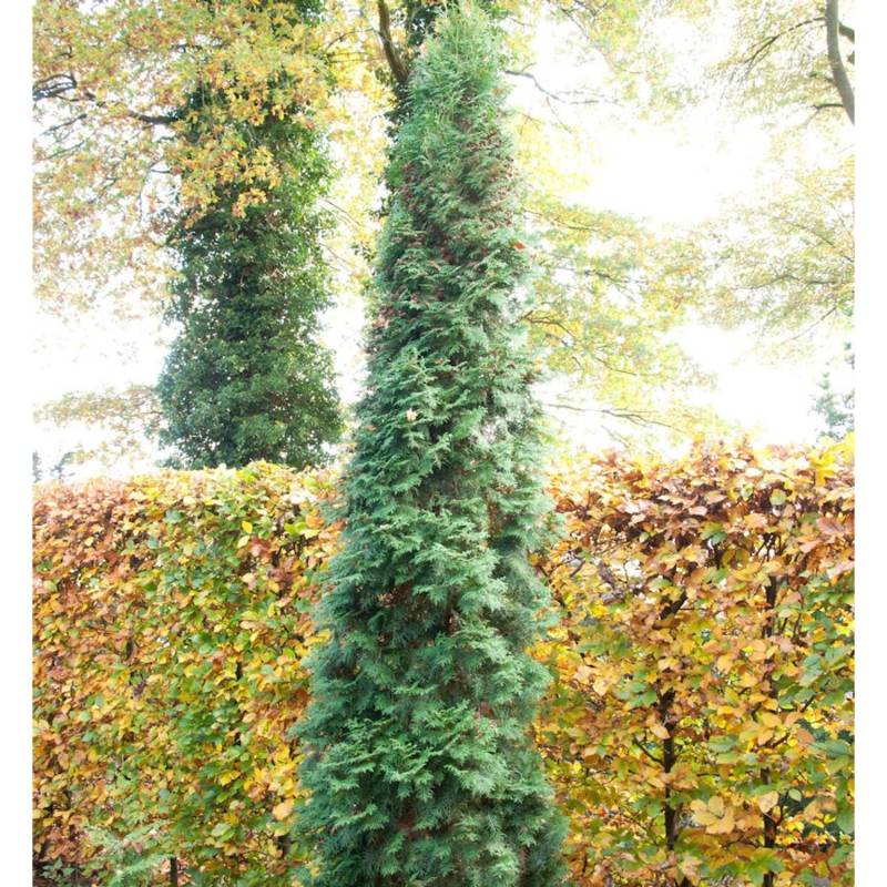 Säulen Lebensbaum 80-100cm - Thuja occidentalis von Die Nr-01.de
