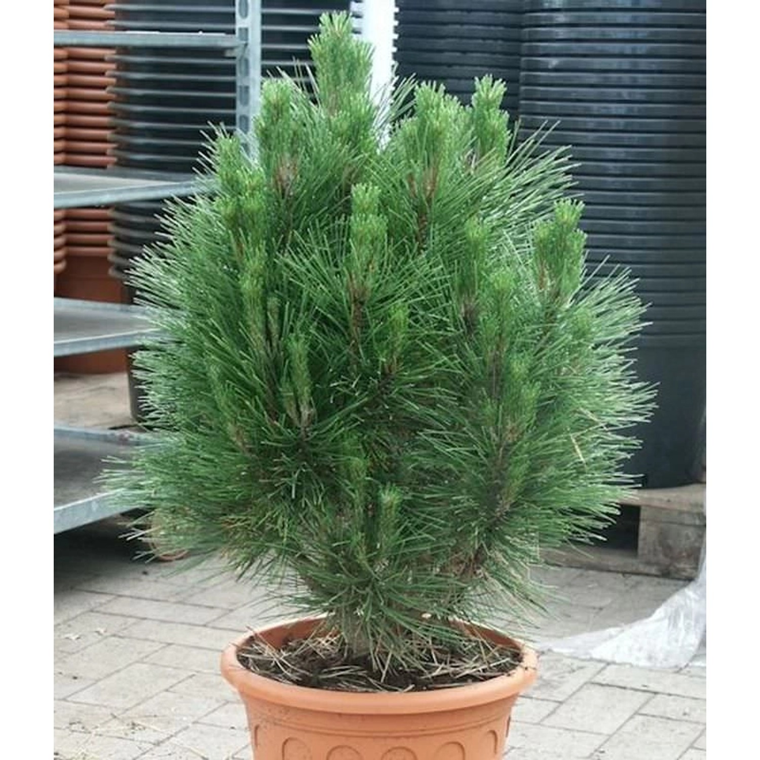 Säulen Schwarzkiefer Kleiner Turm 60-80cm - Pinus nigra von Die Nr-01.de