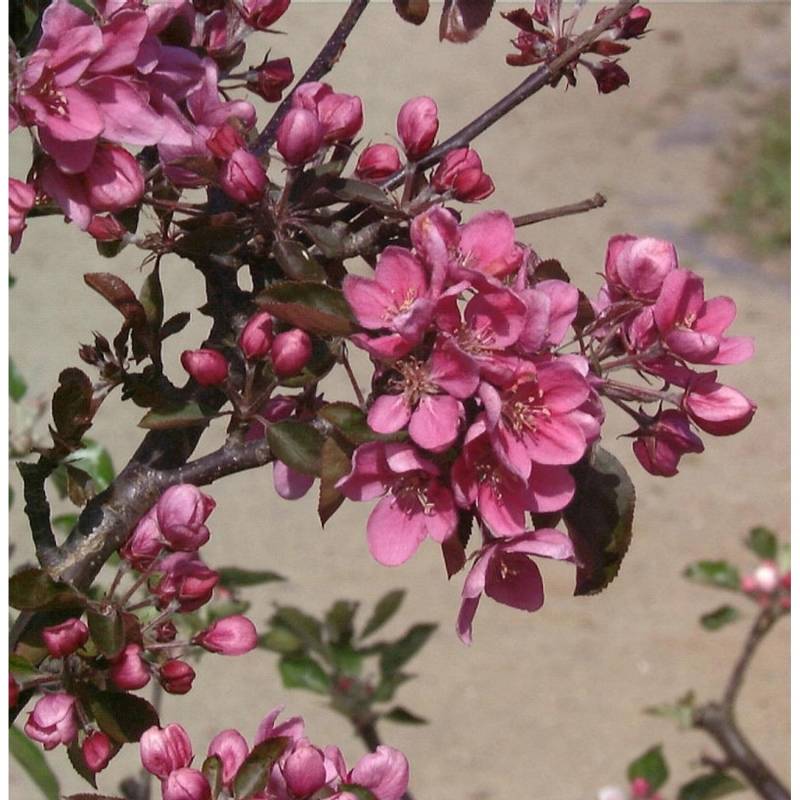 Säulenapfel Maypole 60-80cm - dunkelrote Früchte von Die Nr-01.de