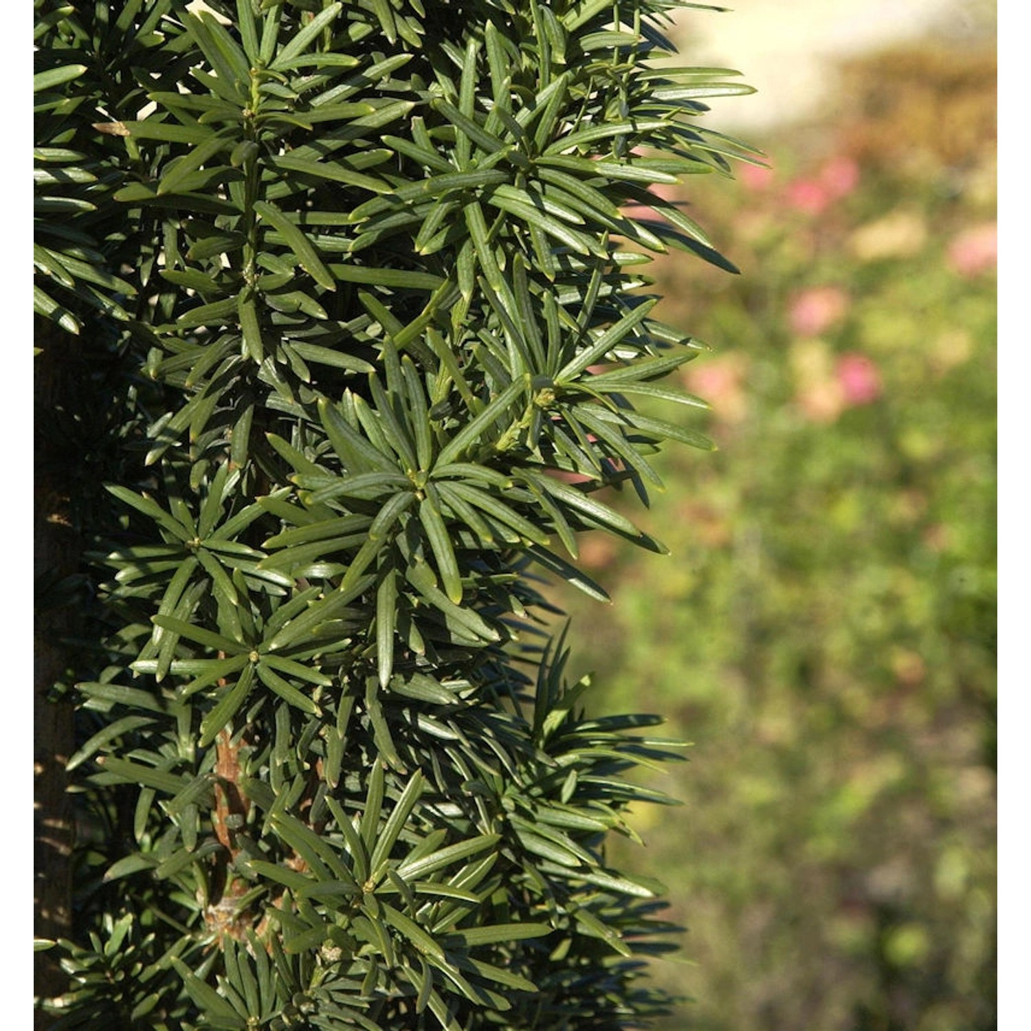 Säuleneibe 60-70cm - Taxus baccata Fastigiata Robusta von Die Nr-01.de