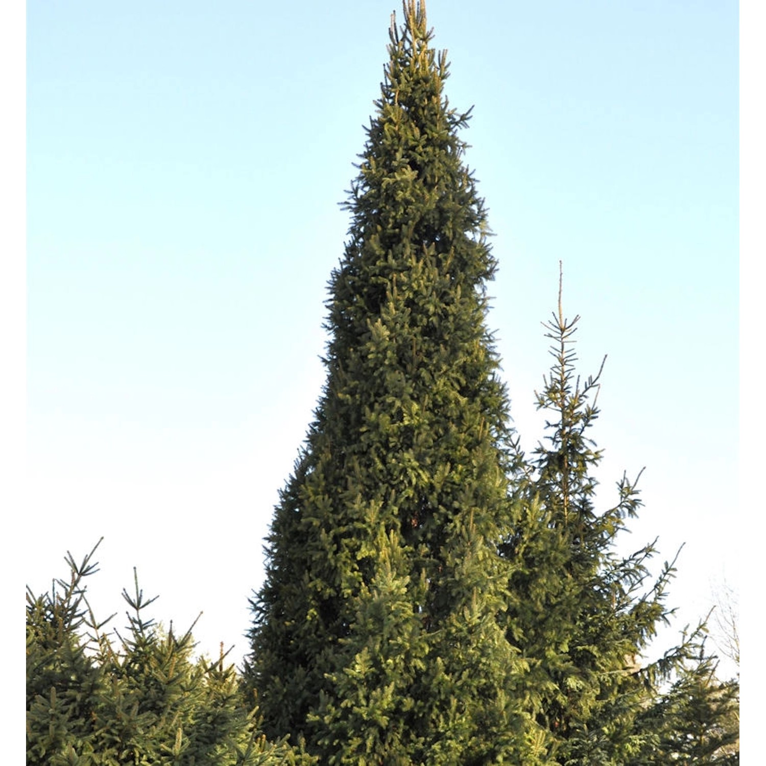 Säulenfichte Cupressina 80-100cm - Picea abies von Die Nr-01.de