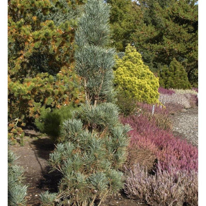 Säulenkiefer 50-60cm - Pinus sylvestris von Die Nr-01.de