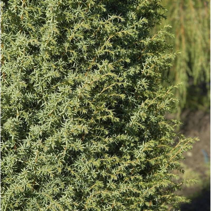 Säulenwacholder Sieben Steinhäuser 80-100cm - Juniperus communis von Die Nr-01.de