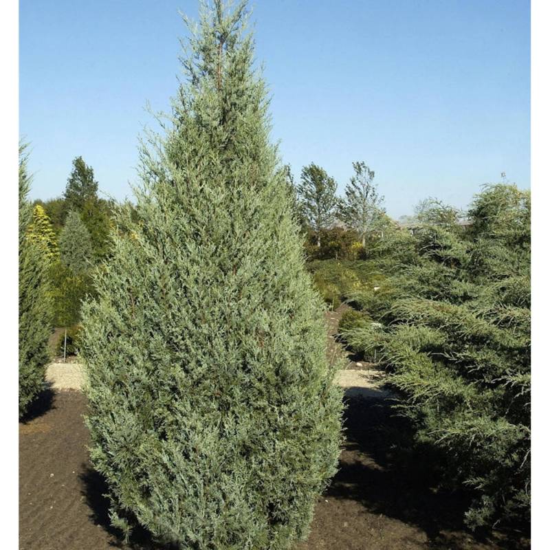 Säulenwacholder Wichita Blue 60-80cm - Juniperus scopulorum von Die Nr-01.de
