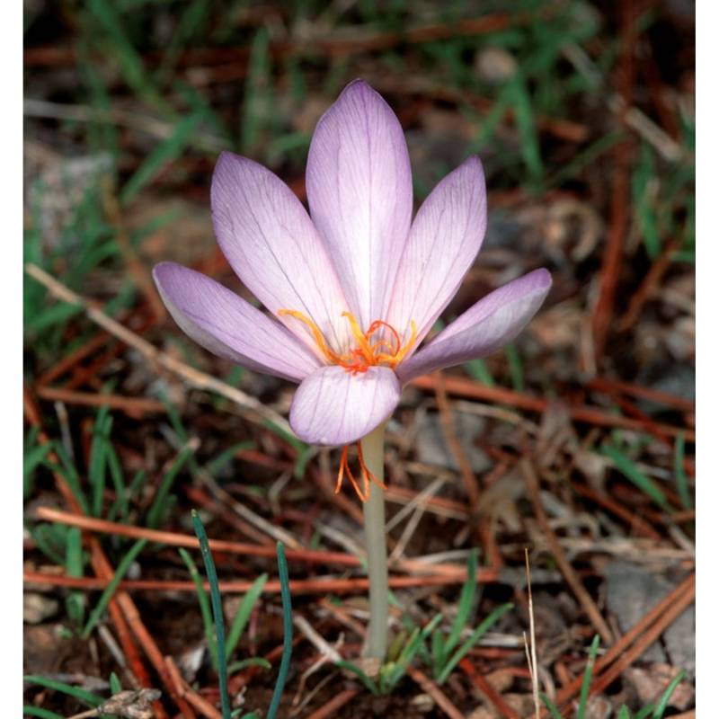 Safran Krokus - Crocus sativus Safran Krokus - Crocus sativus von Die Nr-01.de