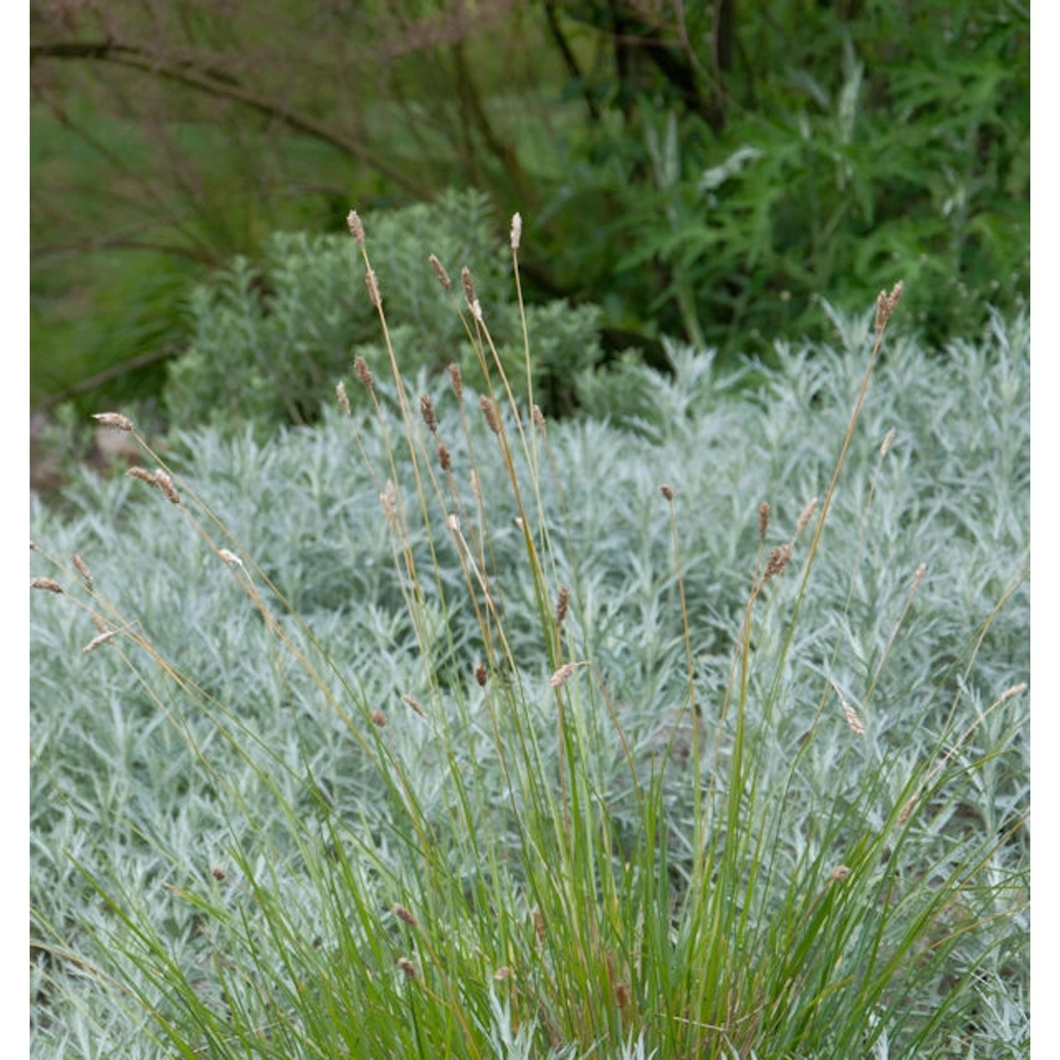 Sand Segge Jenneke - Carex arenarius Sand Segge Jenneke - Carex arenarius von Die Nr-01.de