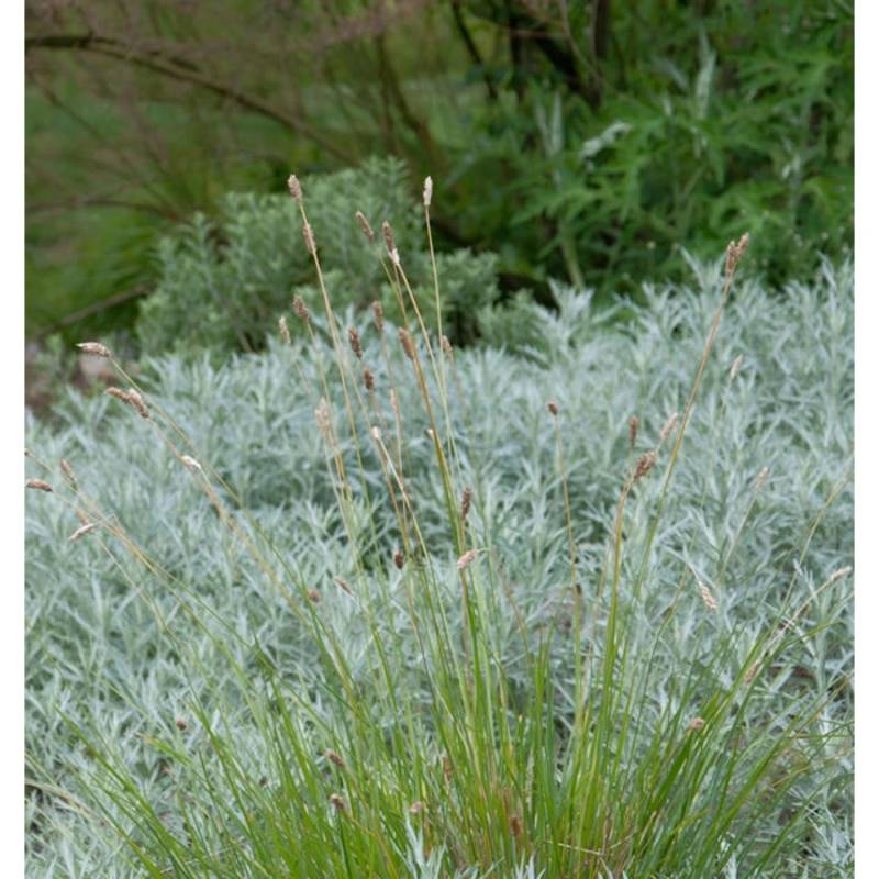 Sand Segge Jenneke - Carex arenarius von Die Nr-01.de