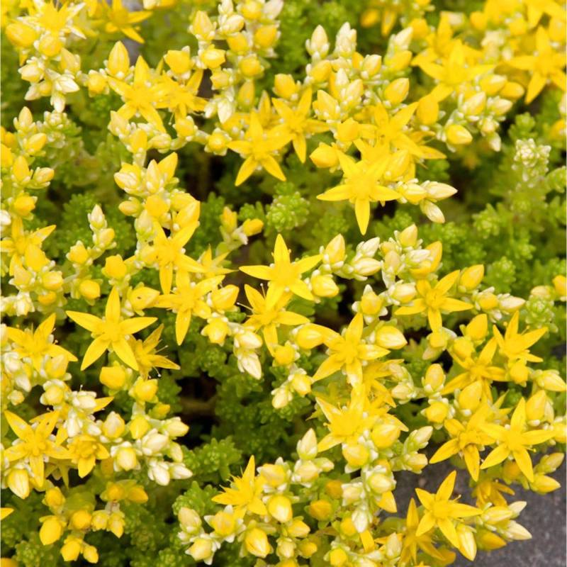 Scharfer Mauerpfeffer Yellow Queen - Sedum acre von Die Nr-01.de
