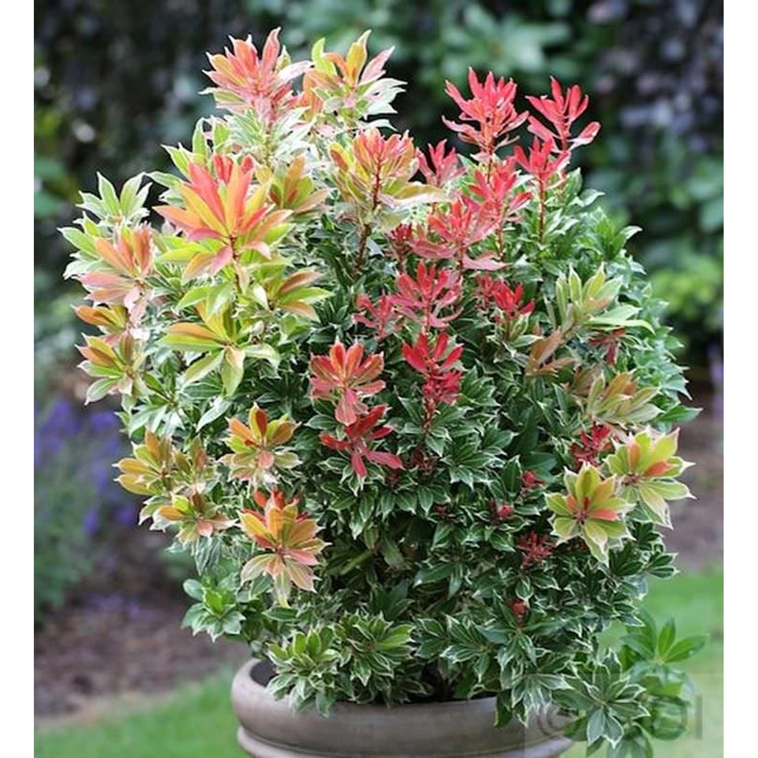 Schattenglöckchen Lavendelheide Carneval 15-20cm - Pieris japonica Schattenglöckchen Lavendelheide Carneval 15-20cm - Pieris japonica von Die Nr-01.de