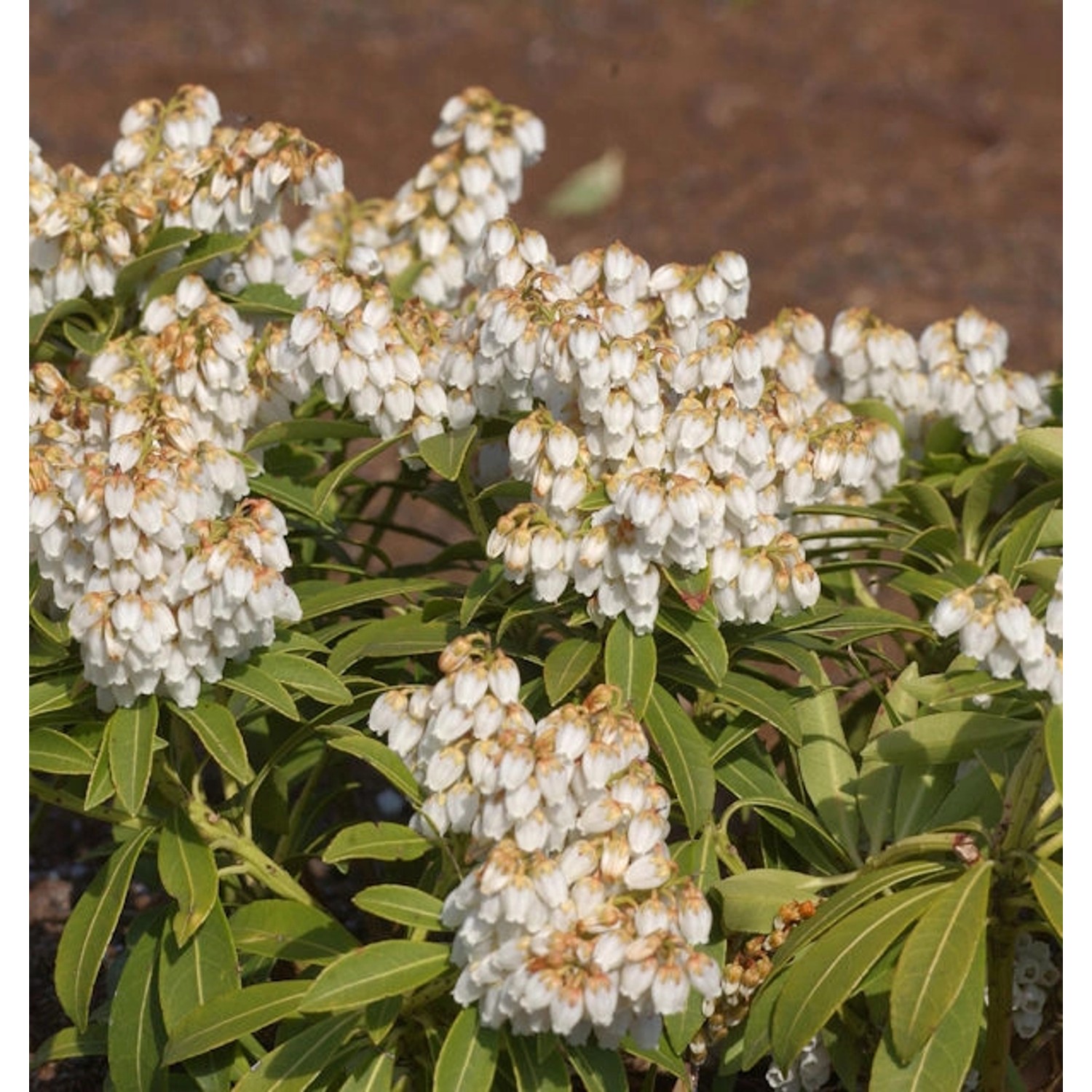 Schattenglöckchen Lavendelheide Cupido 40-60cm - Pieris japonica Schattenglöckchen Lavendelheide Cupido 40-60cm - Pieris japonica von Die Nr-01.de