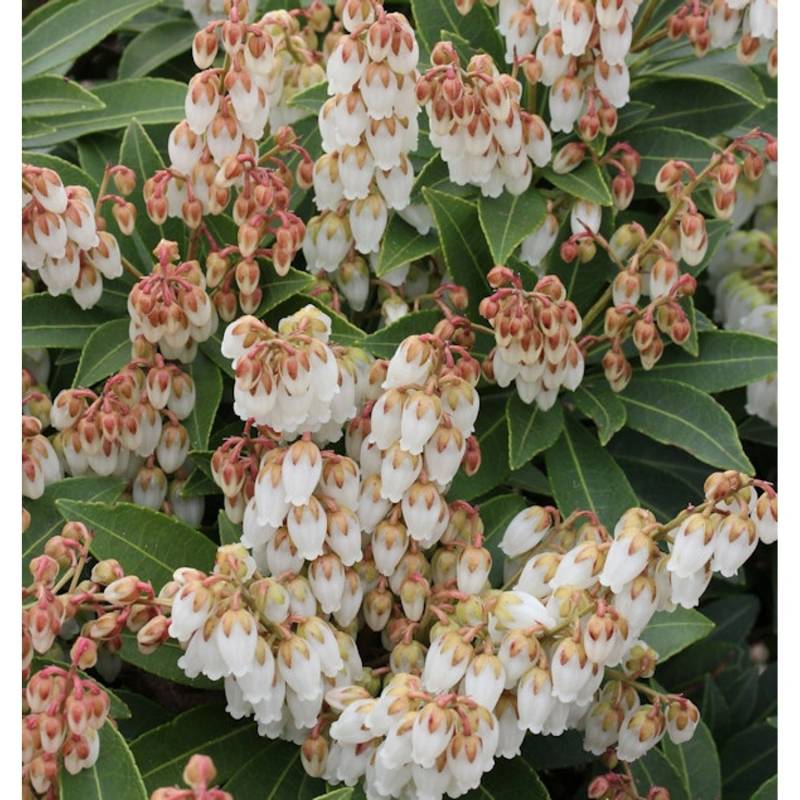 Schattenglöckchen Lavendelheide Forest Flame 30-40cm - Pieris japonica von Die Nr-01.de