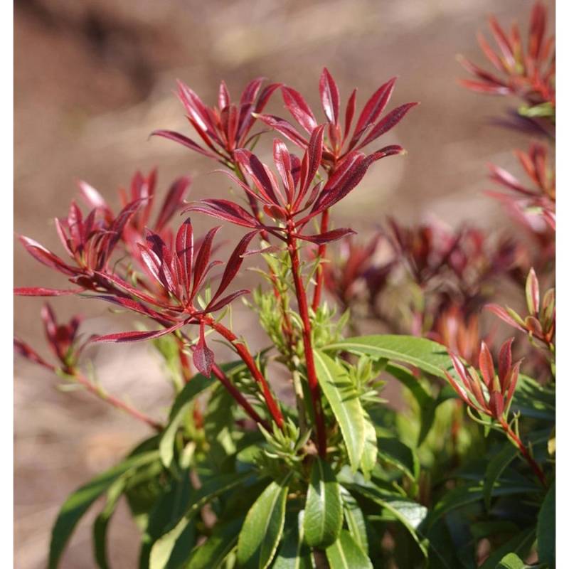 Schattenglöckchen Lavendelheide Red Mill 20-25cm - Pieris japonica von Die Nr-01.de