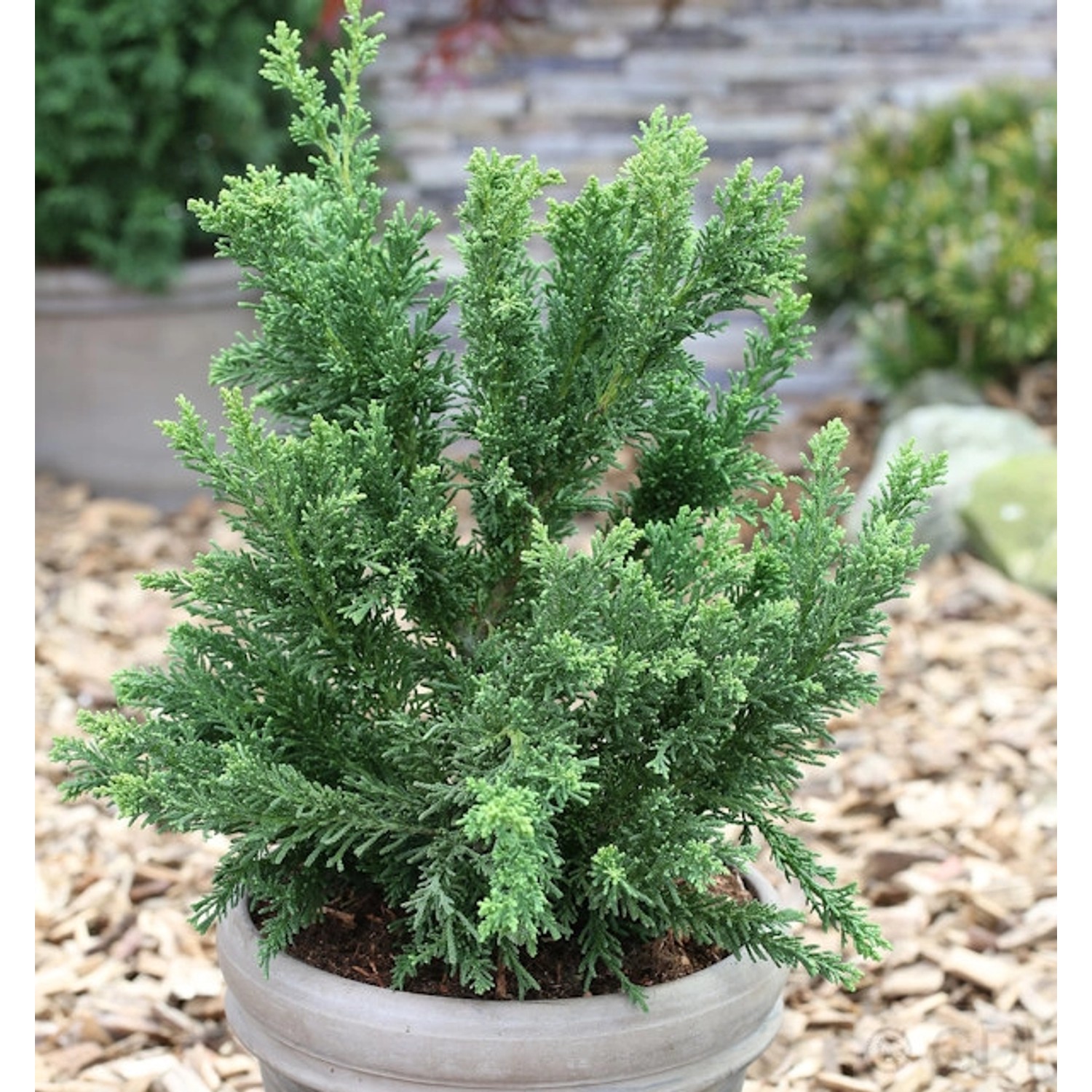 Scheinzypresse Drath 30-40cm - Chamaecyparis obtusa Scheinzypresse Drath 30-40cm - Chamaecyparis obtusa von Die Nr-01.de