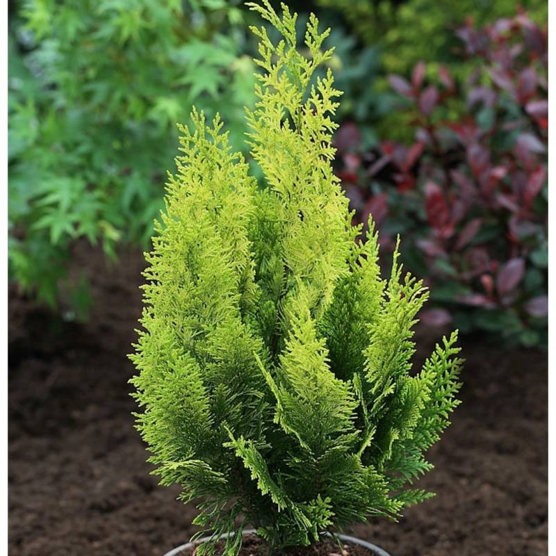 Scheinzypresse Gelbe Ivonne 60-80cm - Chamaecyparis lawsoniana Scheinzypresse Gelbe Ivonne 60-80cm - Chamaecyparis lawsoniana von Die Nr-01.de