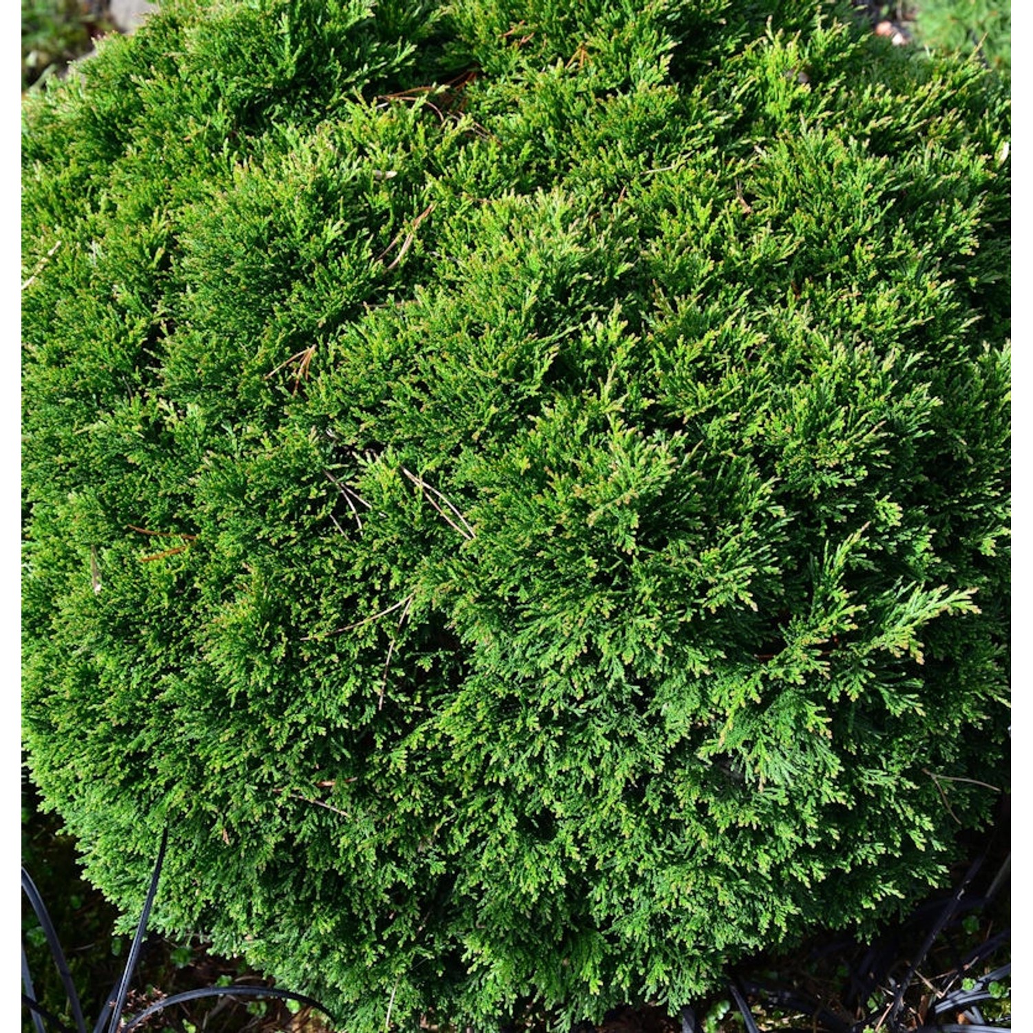 Scheinzypresse Green Globe 15-20cm - Chamaecyparis lawsoniana Scheinzypresse Green Globe 15-20cm - Chamaecyparis lawsoniana von Die Nr-01.de