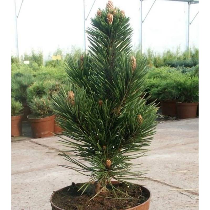 Schlangenhautkiefer Helmers Japan 30-40cm - Pinus leucodermis von Die Nr-01.de