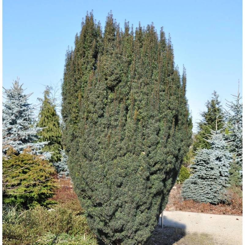 Schlanke Säulen Eibe Litfaß 40-50cm - Taxus baccata Schlanke Säulen Eibe Litfaß 40-50cm - Taxus baccata von Die Nr-01.de