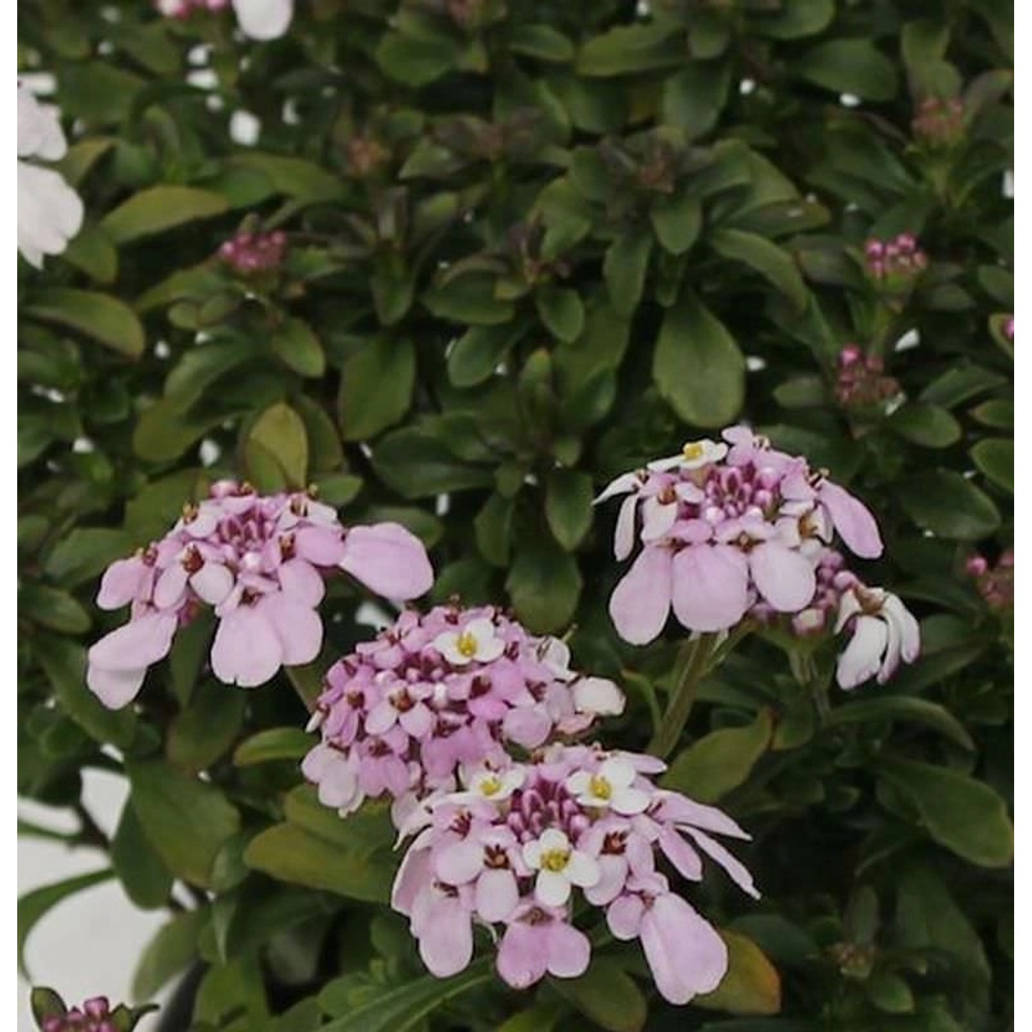 Schleifenblume Pink Ice - Iberis sempervirens von Die Nr-01.de