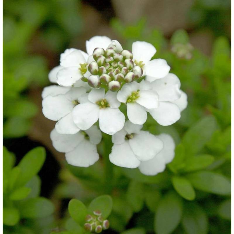Schleifenblume Snowflake - Iberis sempervirens von Die Nr-01.de