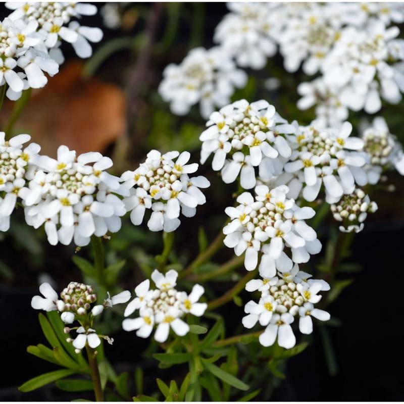 Schleifenblume Weißer Zwerg - Iberis sempervirens von Die Nr-01.de
