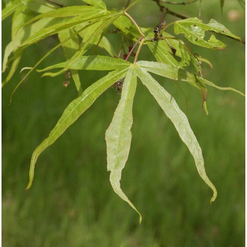 Schmalblättriger Fächer Ahorn 80-100cm - Acer palmatum von Die Nr-01.de
