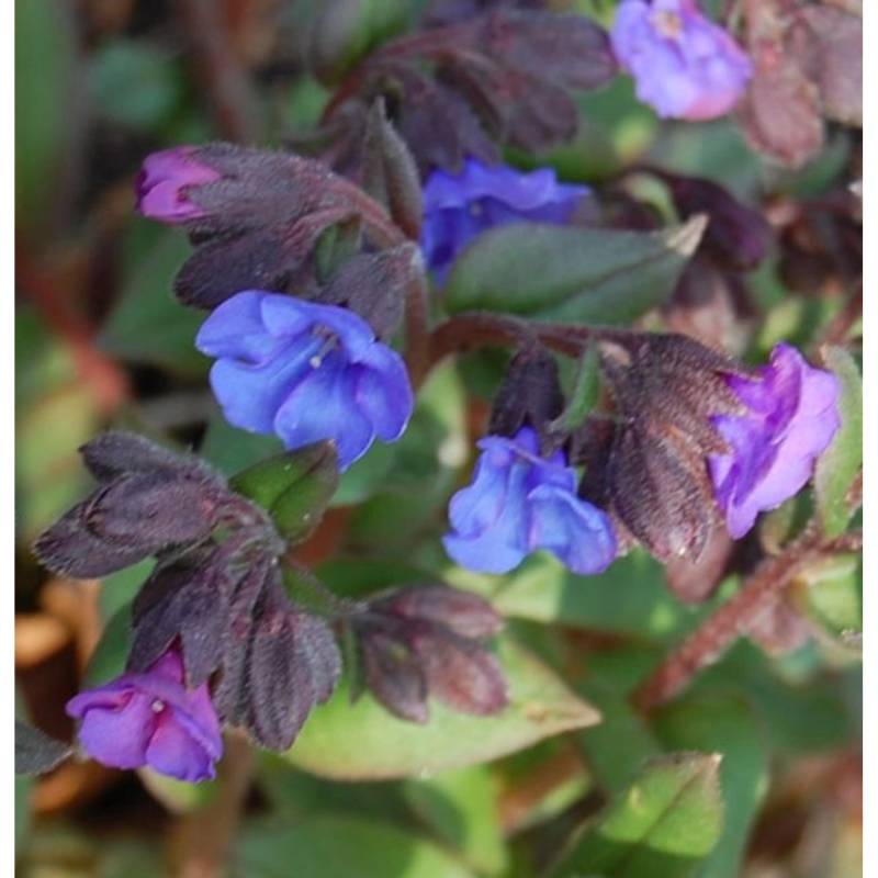 Schmalblättriges Lungenkraut Blue Ensign - Pulmonaria angustifolia von Die Nr-01.de